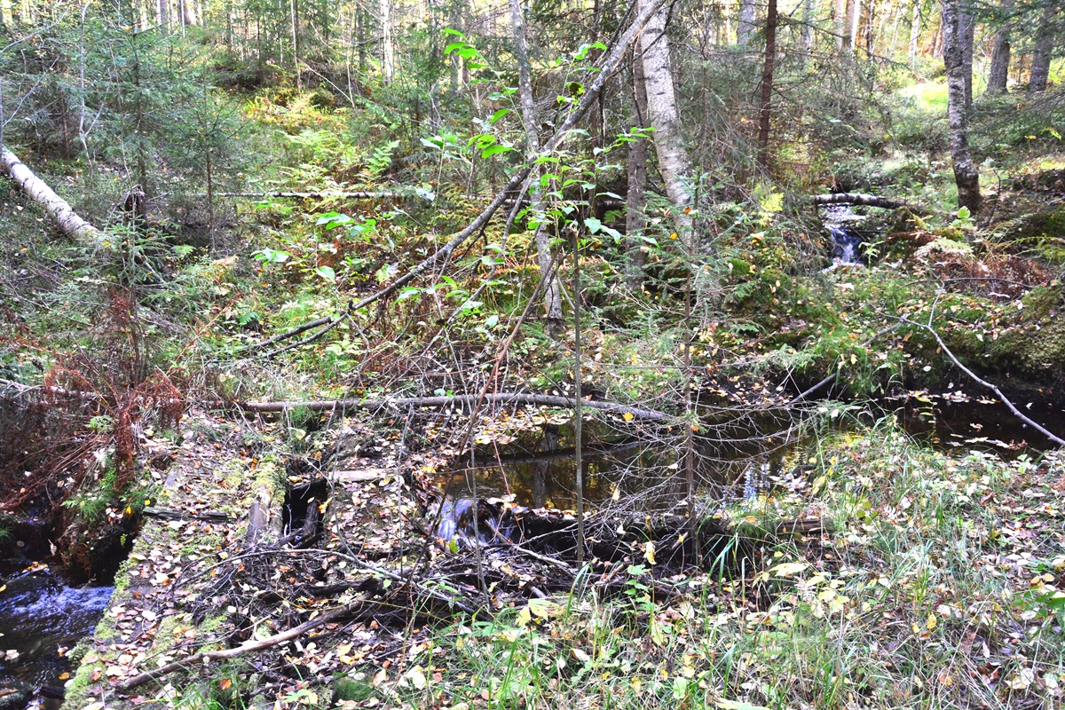 Wälder bei Tandadalen